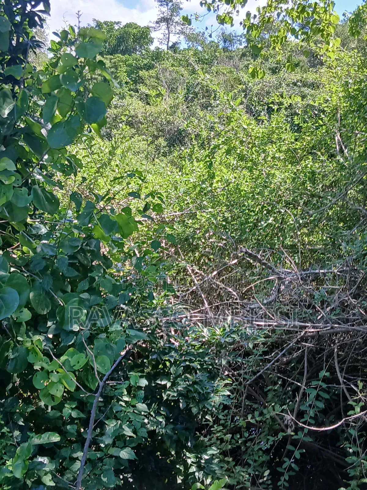 5 Acres Forsale in Malindi Boreshingwaya