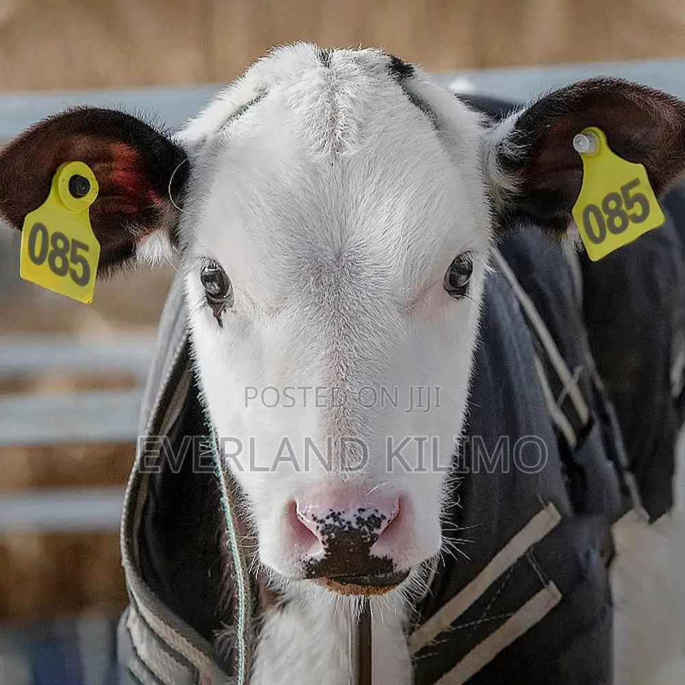 Large Numbered Animal Ear Tags