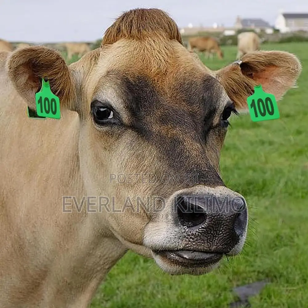 Cattle Medium Ear Tags for Handling Facilities - Numbered