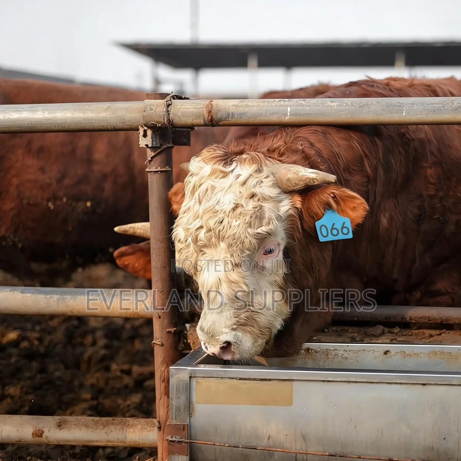 Medium Numbered Sorting Ear Tags for Cattles