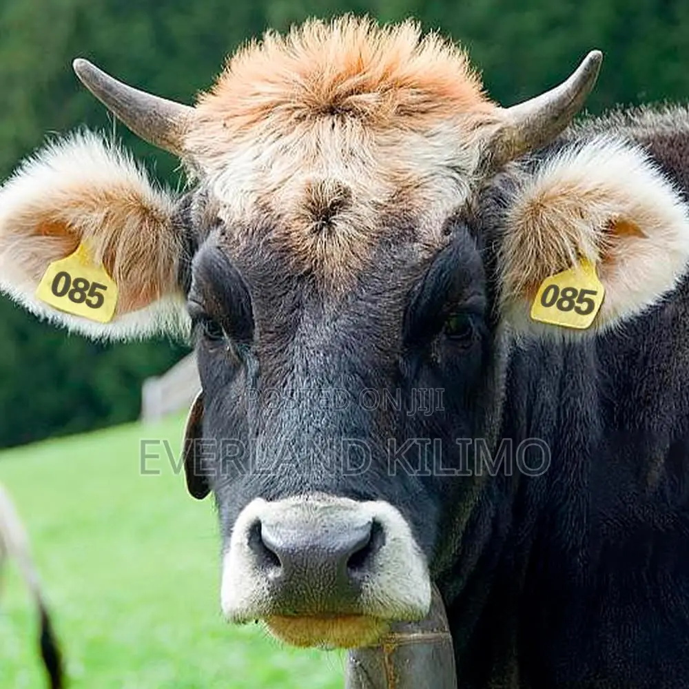 Farm Dispatch Identification Numbered Medium Ear Tags