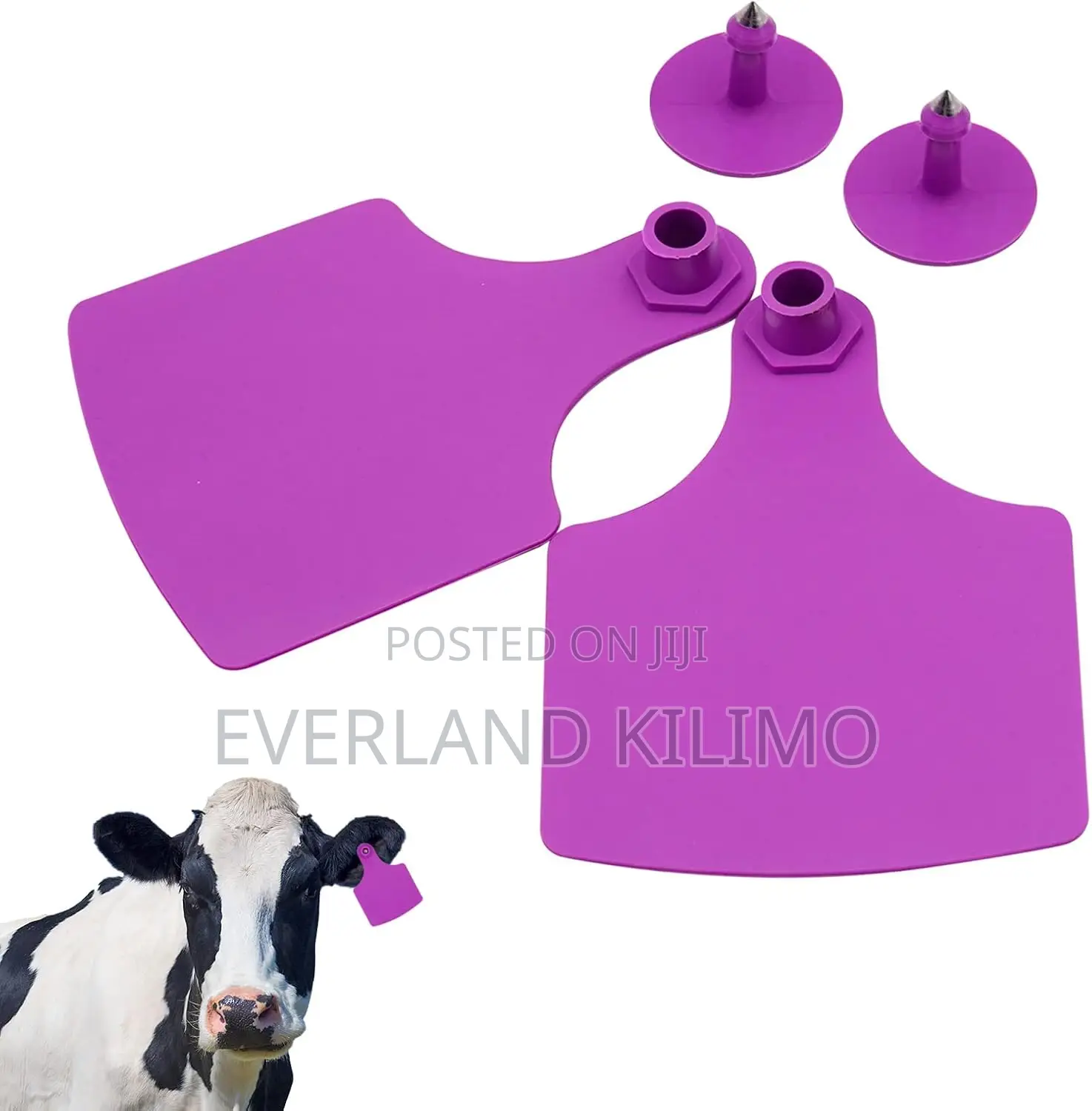 Dairy Cow Plain Large Ear Tags
