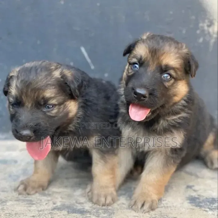1-3 months Female Purebred German Shepherd