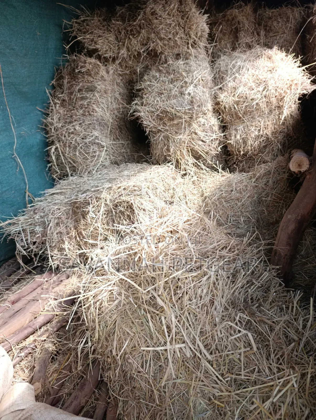 Boma Rhodes Grass Variety Square Bale of Dried Grass Hay