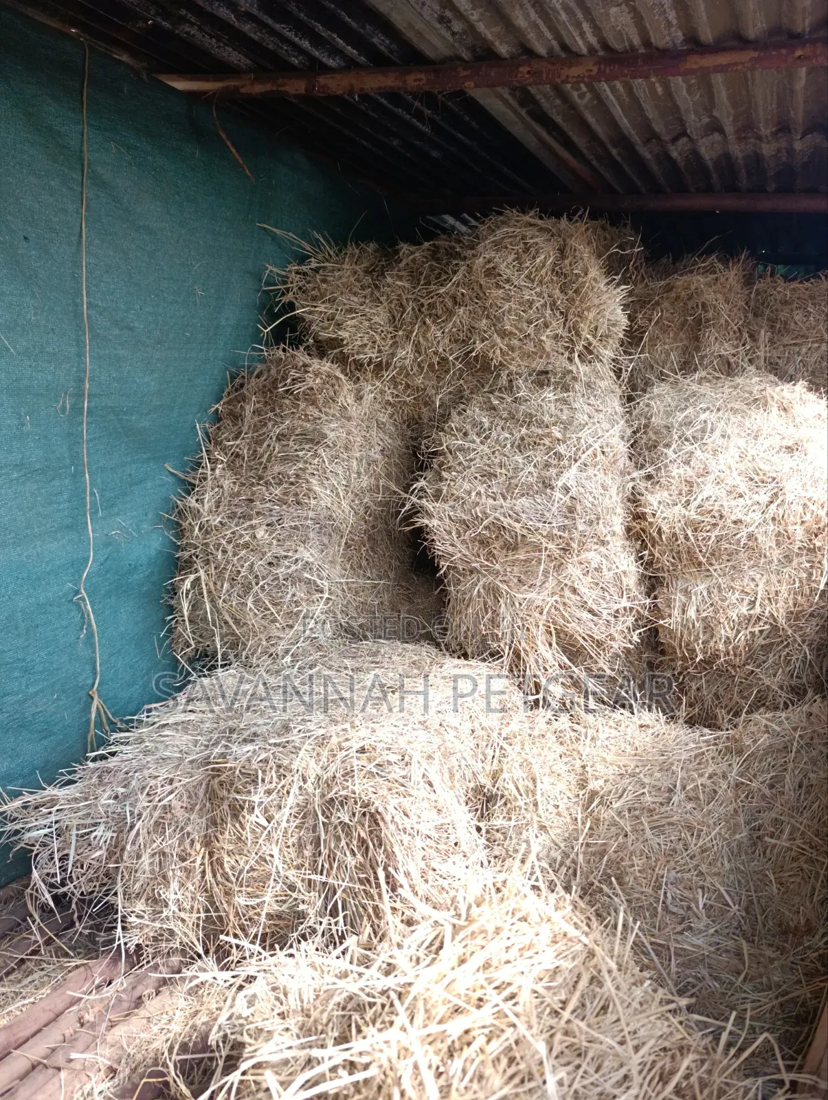 Boma Rhodes Grass Variety Square Bale of Dried Grass Hay