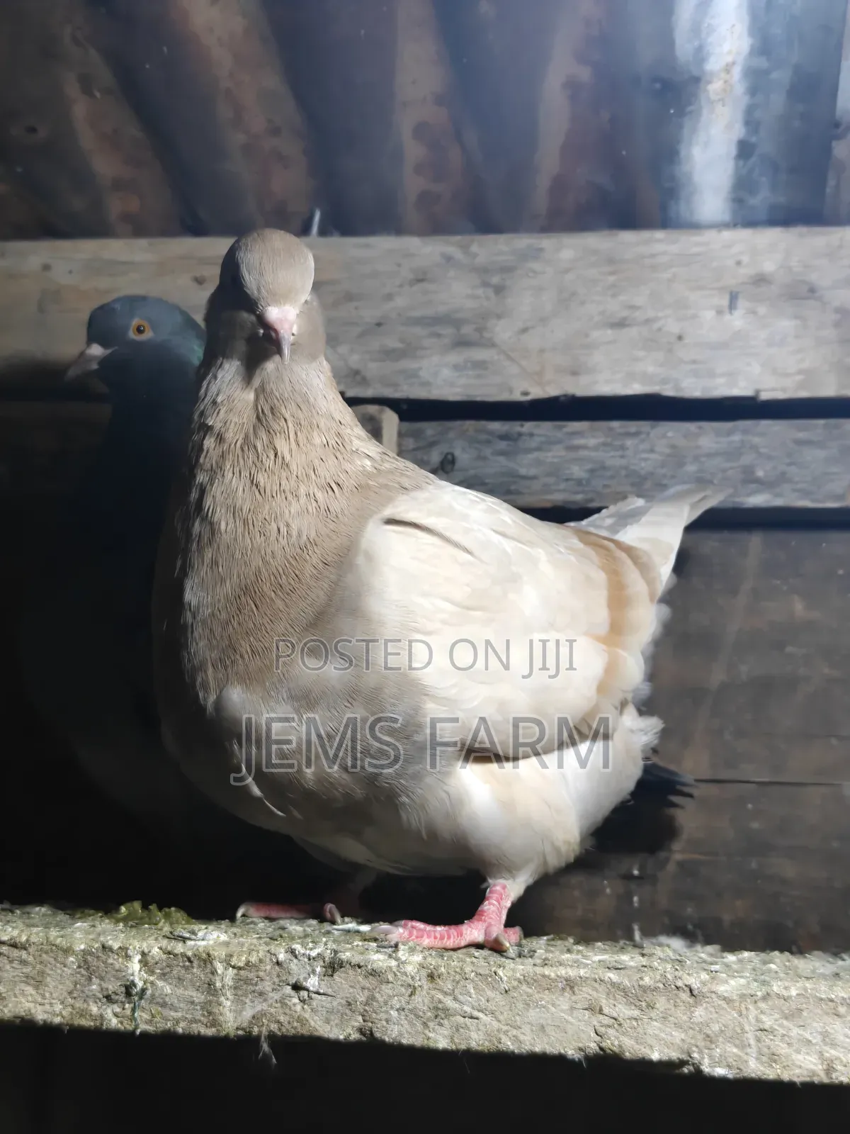 Mature French Mondane Pigeons Breeding Pair