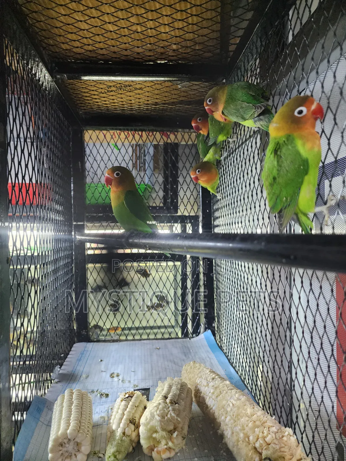 Baby Love Birds