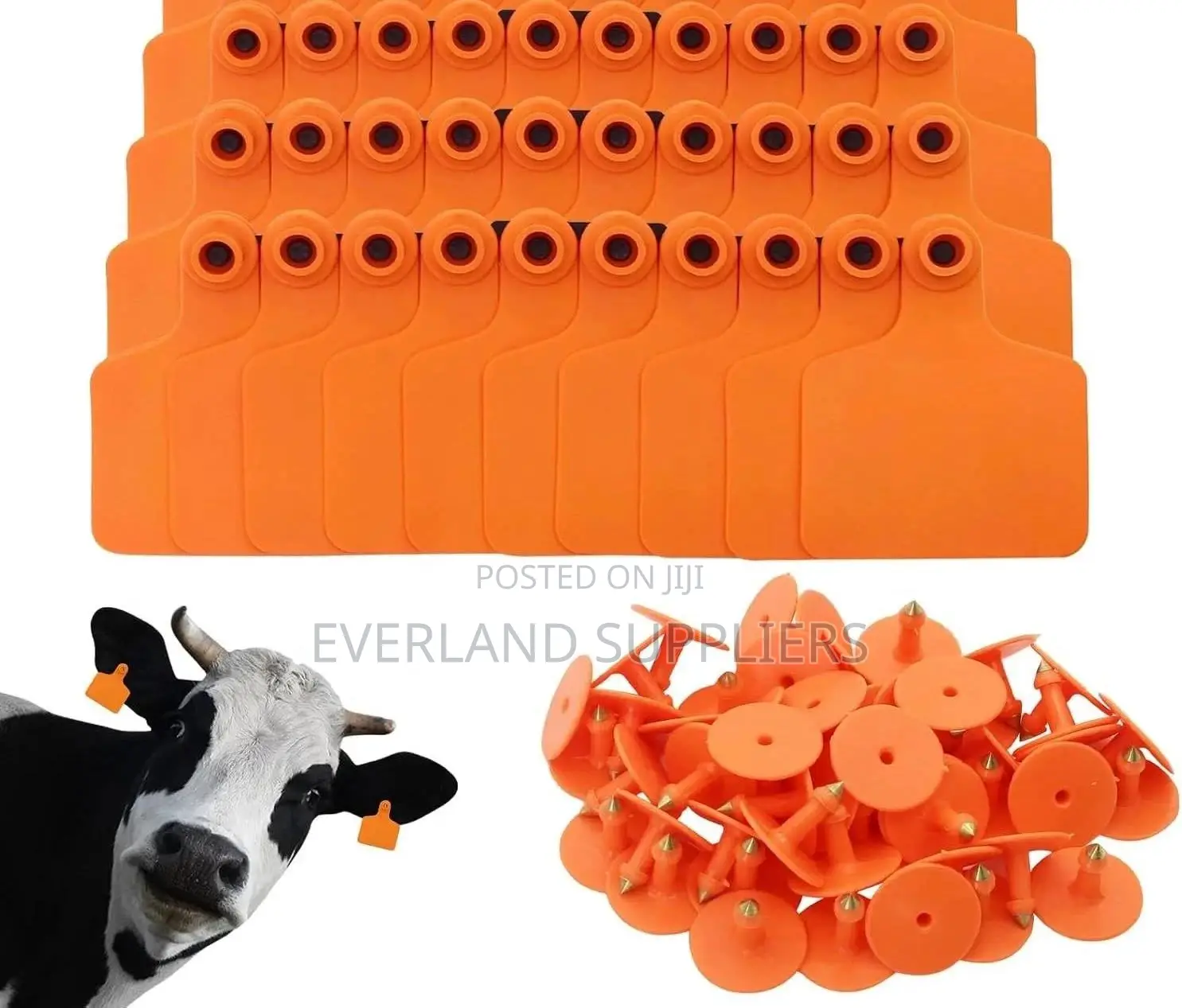 Plain Medium Bulls Ear Tags