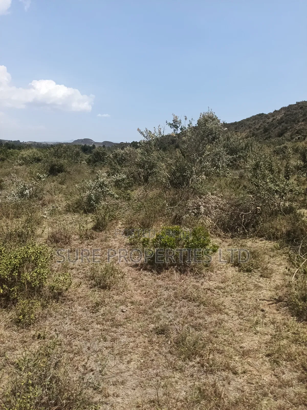 KIKUYU Kamangu Nachu