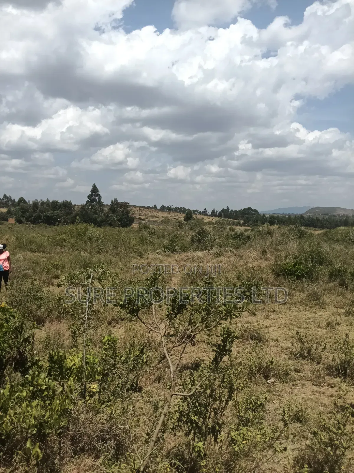 KIKUYU Kamangu Nachu