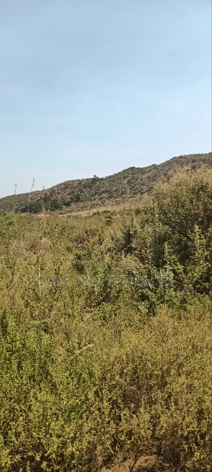 KIKUYU Kamangu Nachu