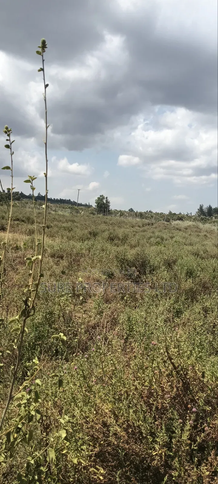 KIKUYU Kamangu Nachu