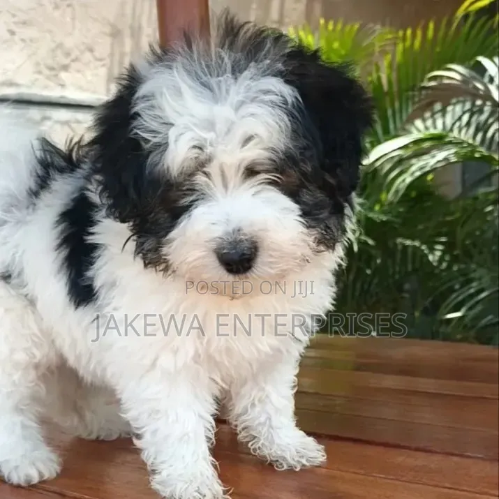 1-3 months Male Purebred Havanese