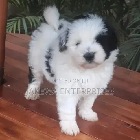 1-3 months Male Purebred Havanese