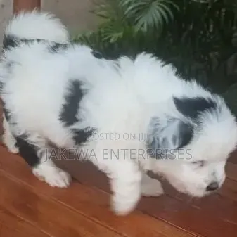 1-3 months Male Purebred Havanese