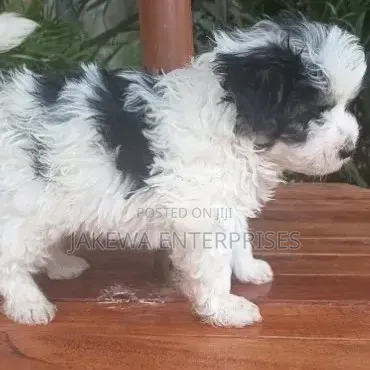 1-3 months Female Purebred Havanese