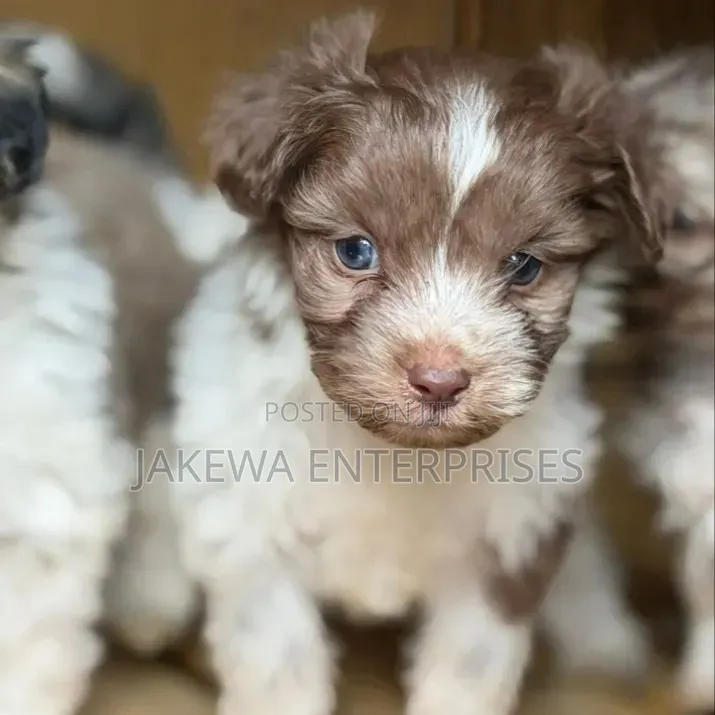 1-3 months Male Purebred Havanese