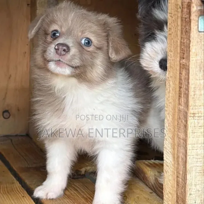 1-3 months Female Purebred Havanese