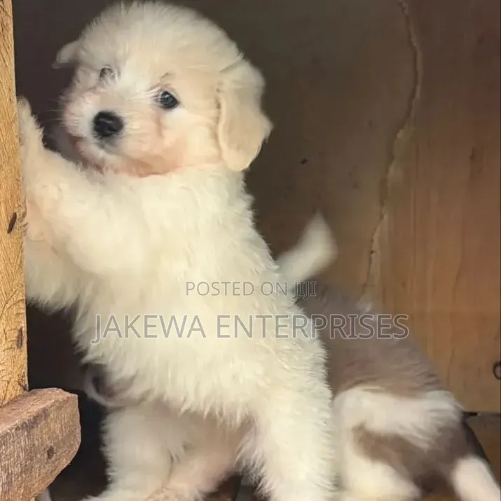 1-3 months Male Purebred Havanese