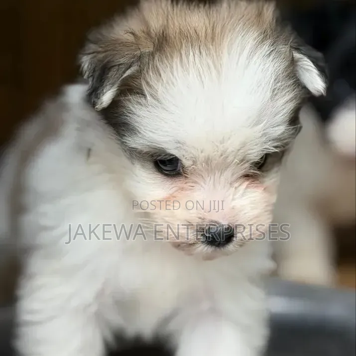 1-3 months Female Purebred Havanese