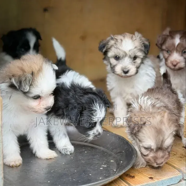 1-3 months Female Purebred Havanese