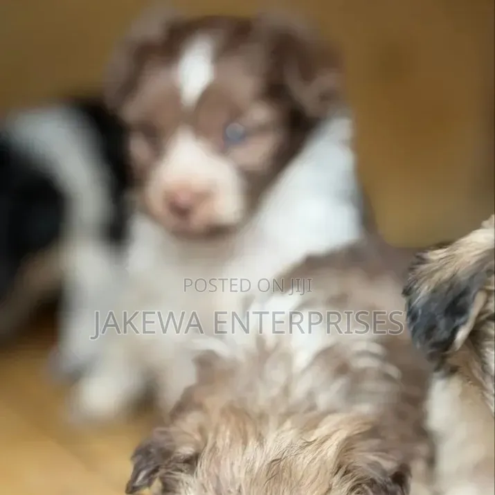 1-3 months Female Purebred Havanese