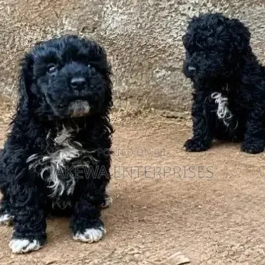 1-3 months Male Purebred Maltipoo