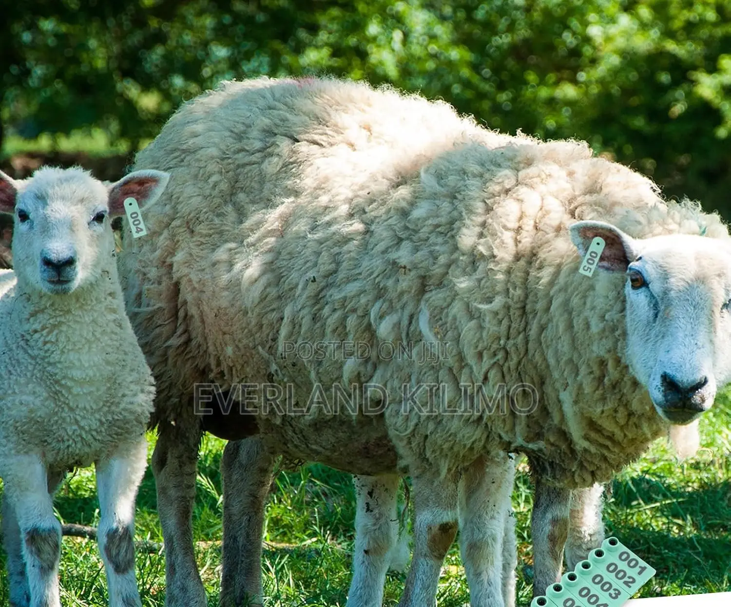 Laser-Marked Livestock Numbered Slim Ear Tags