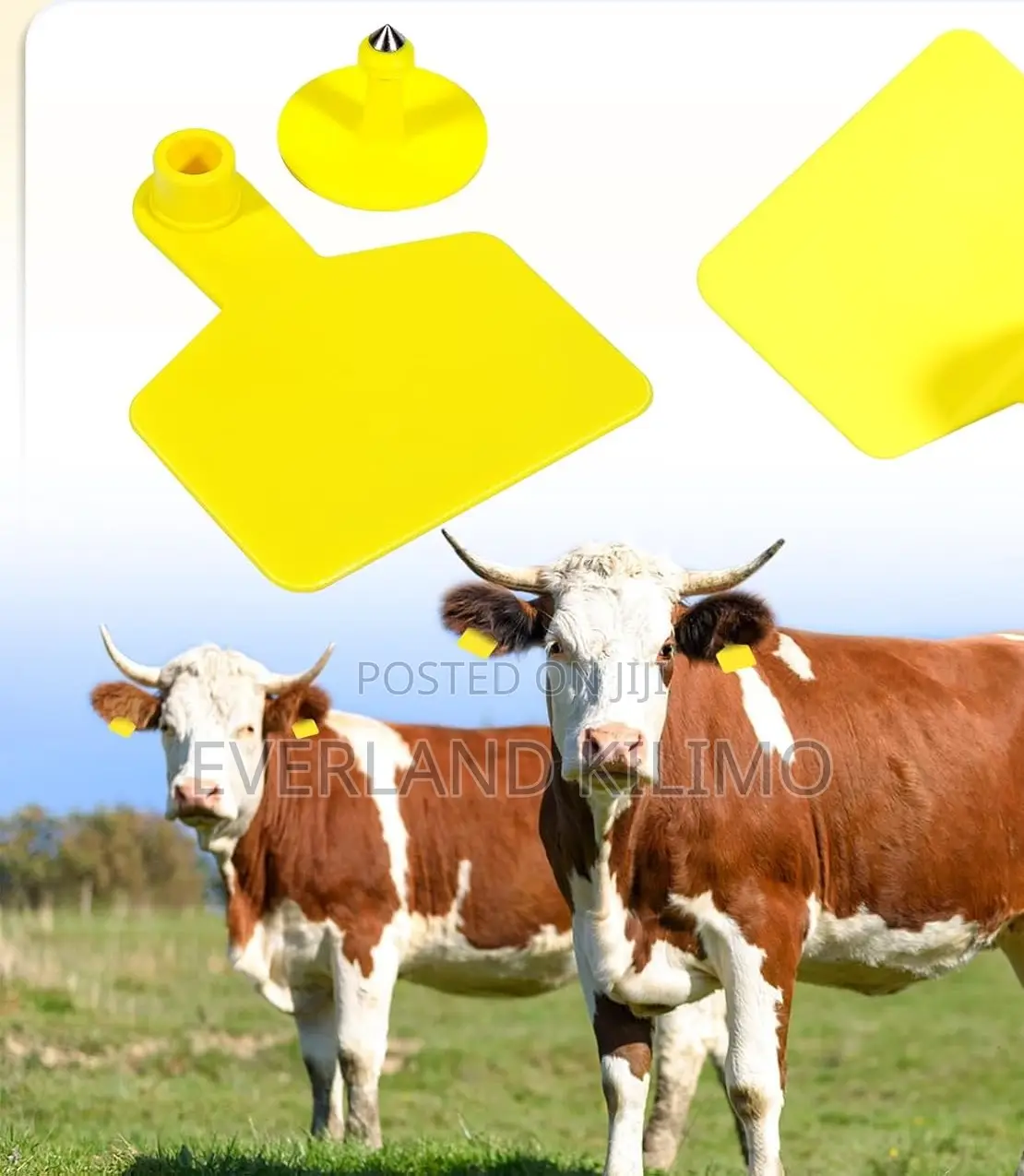 Herd Selection Plain Ear Tags - Large