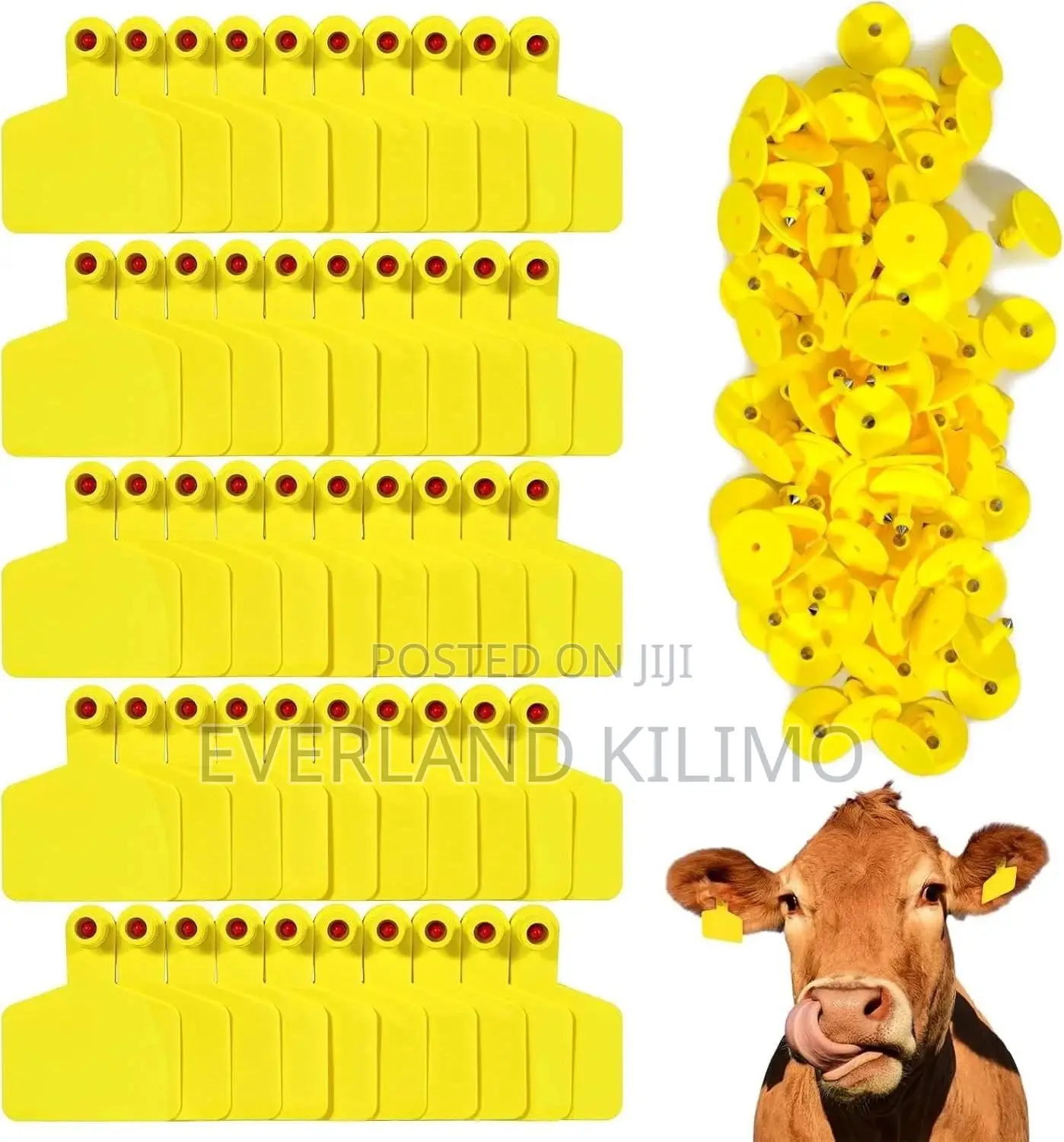 Cattle Medium Ear Tags for Animal Sorting