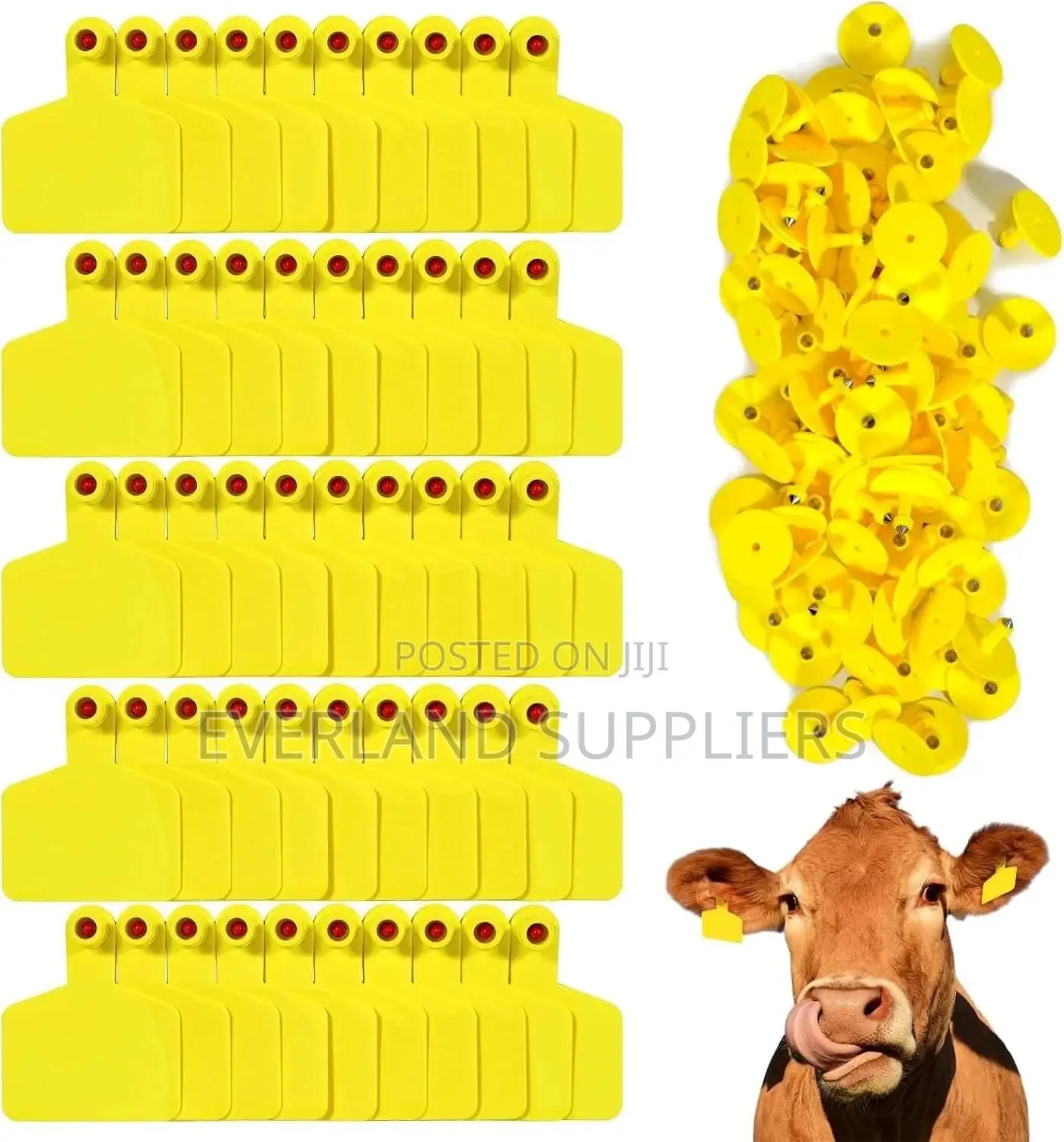 Cattle Medium Ear Tags for Animal Sorting