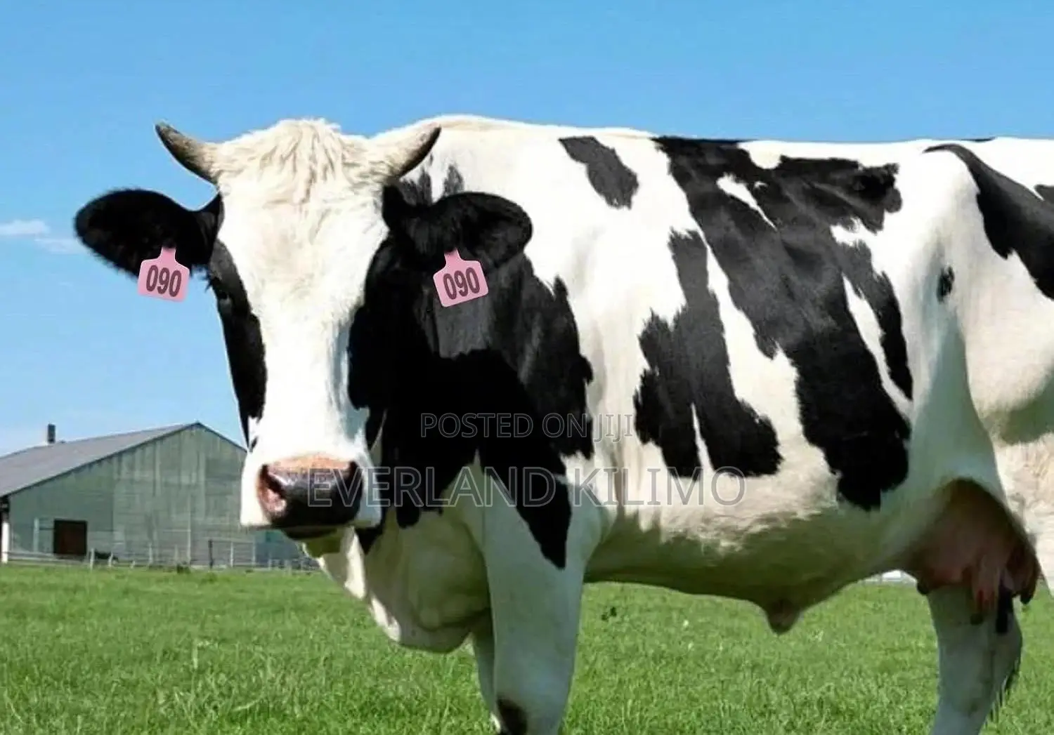 Cow Herd Census Medium Identification Numbered Ear Tags