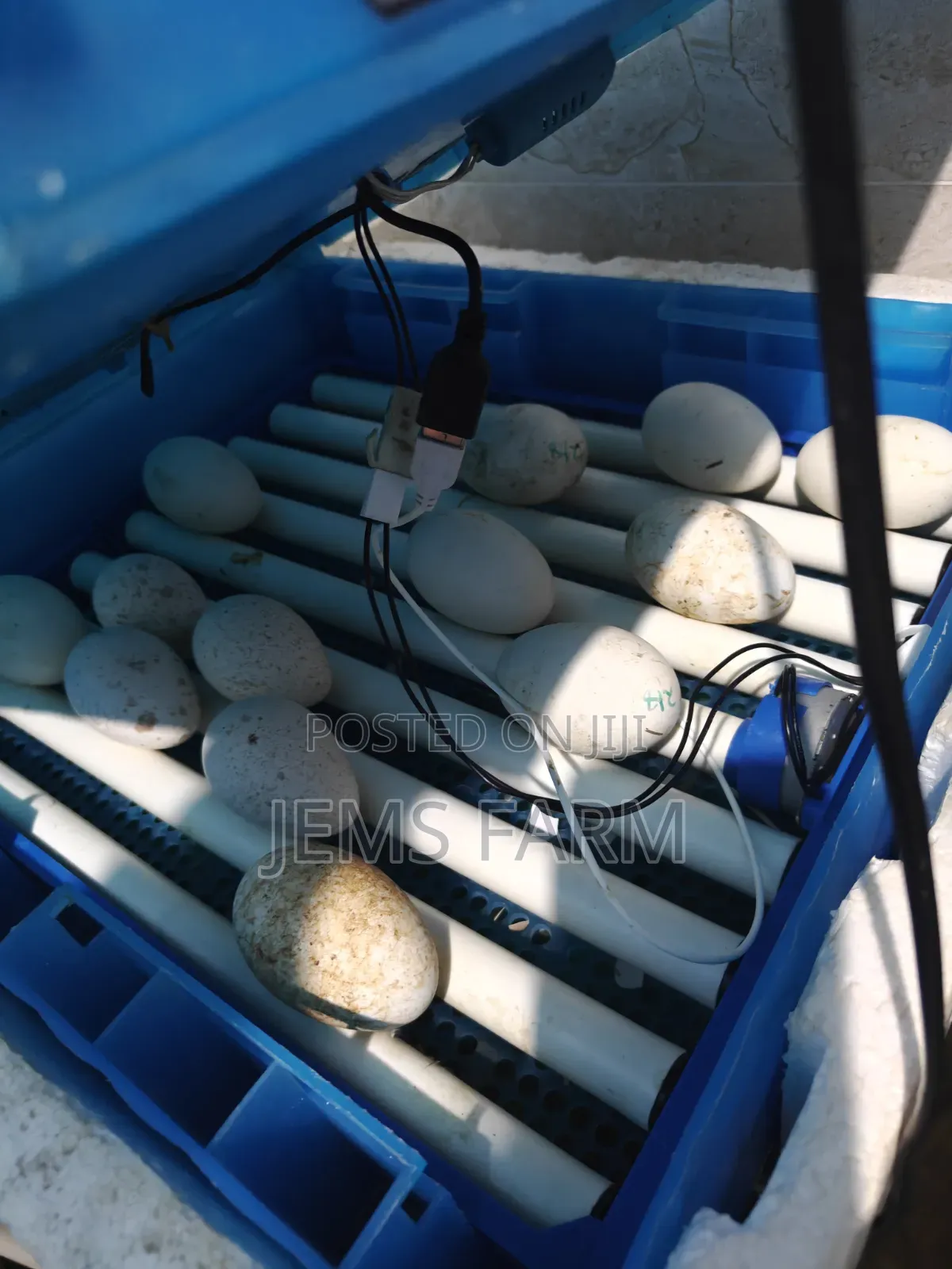 Fully Automatic Used 64 Eggs Incubator