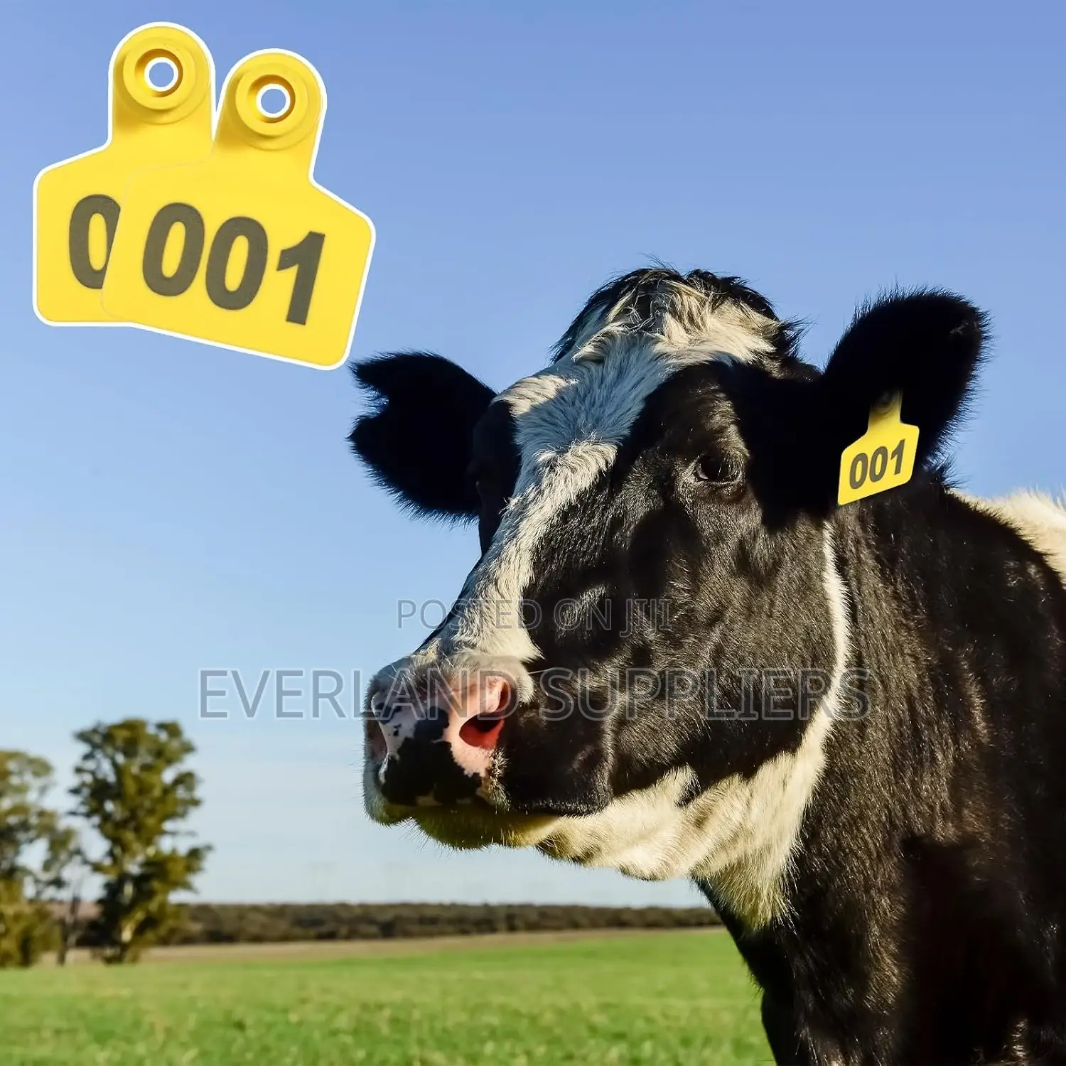Precision Cattle Medium Ear Tags for Tracking - Numbered