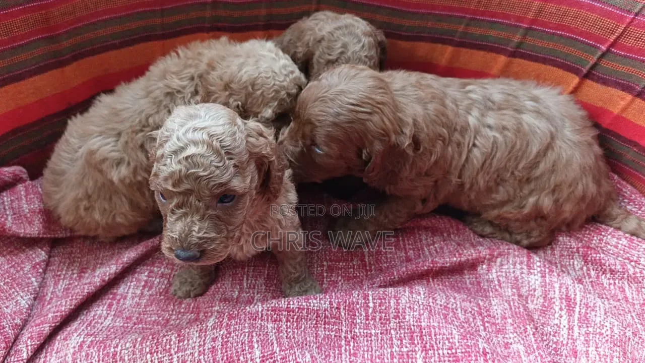 0-1 month Male Purebred Poodle