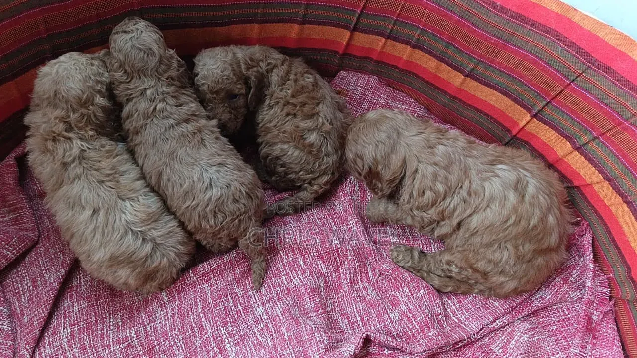 0-1 month Male Purebred Poodle