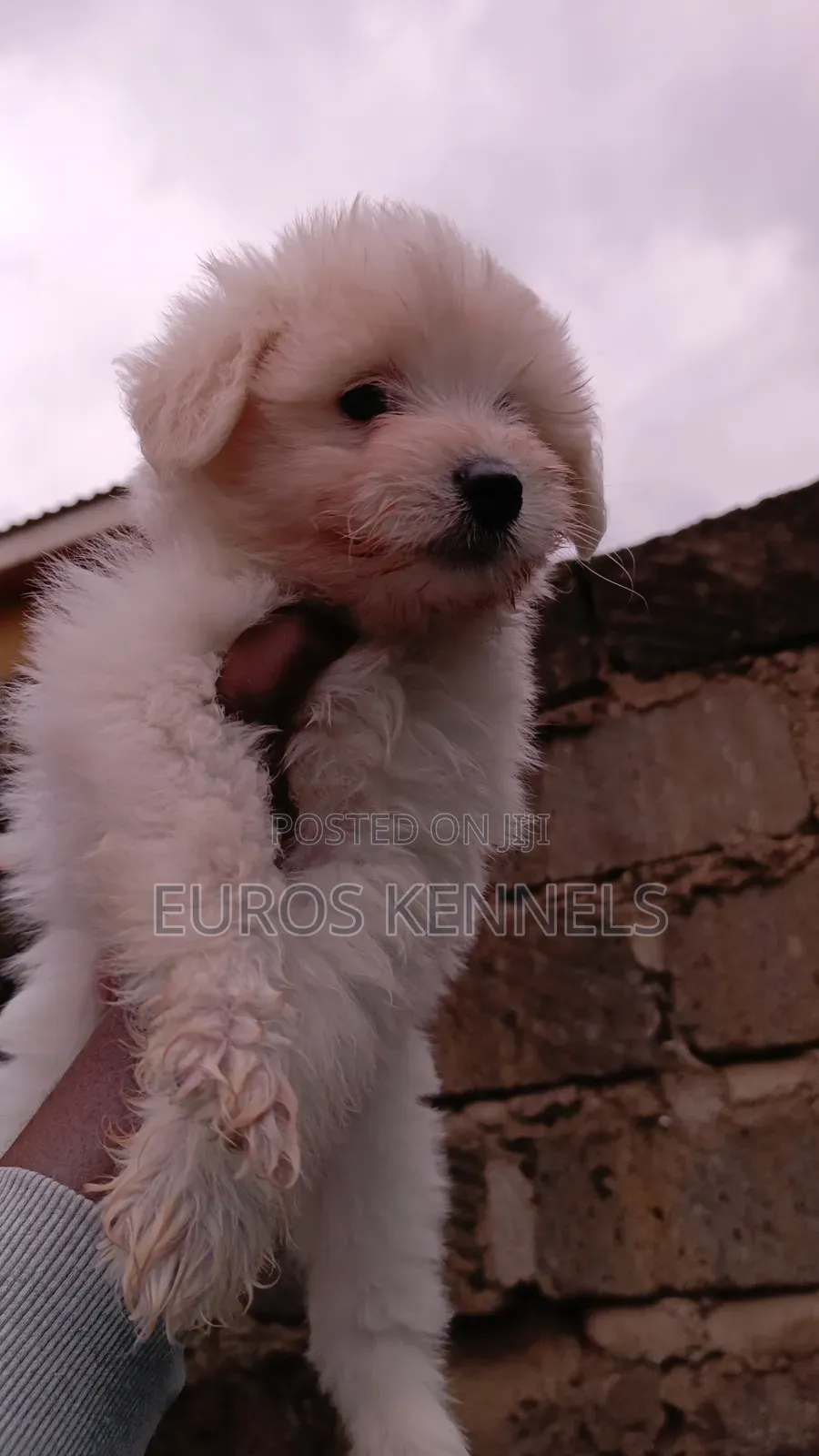 1-3 months Female Purebred Havanese
