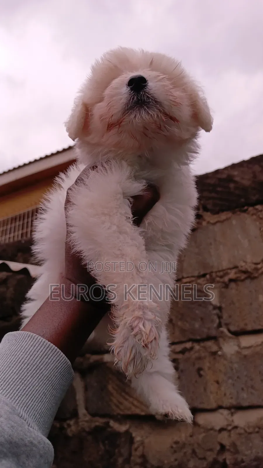 1-3 months Female Purebred Havanese