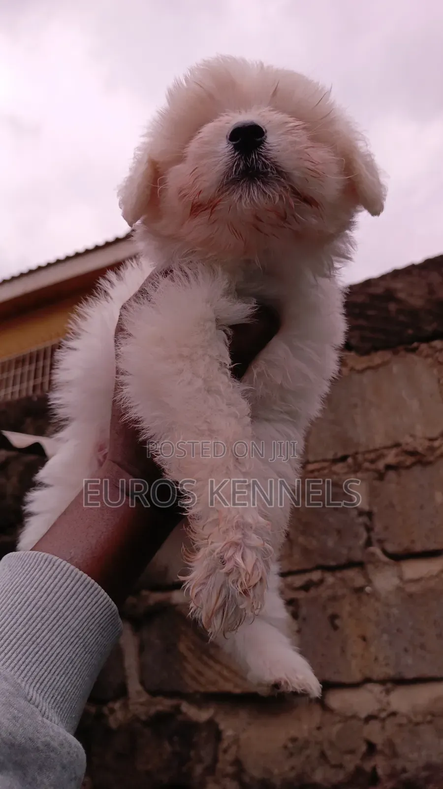 1-3 months Female Purebred Havanese