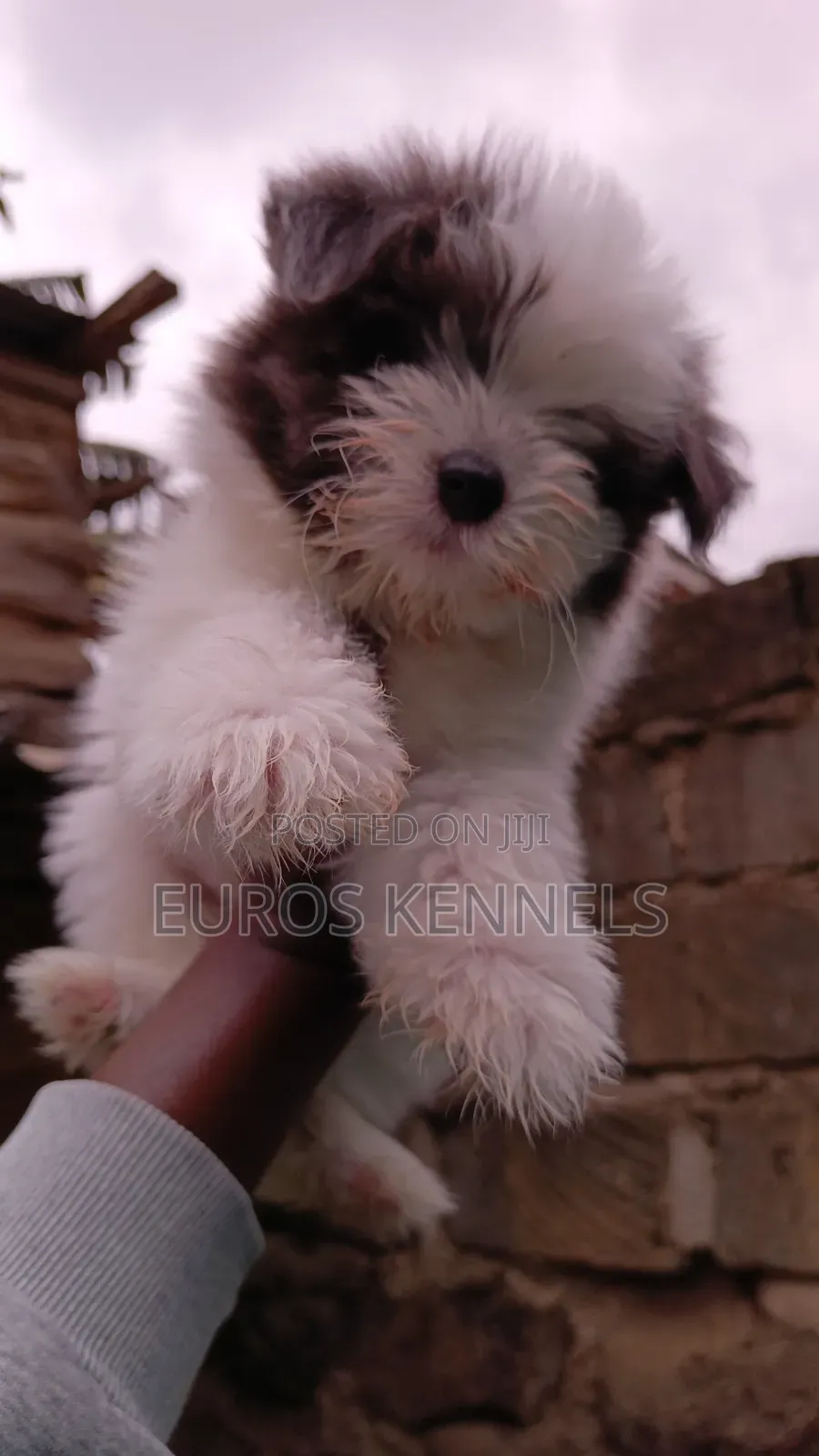 1-3 months Female Purebred Havanese