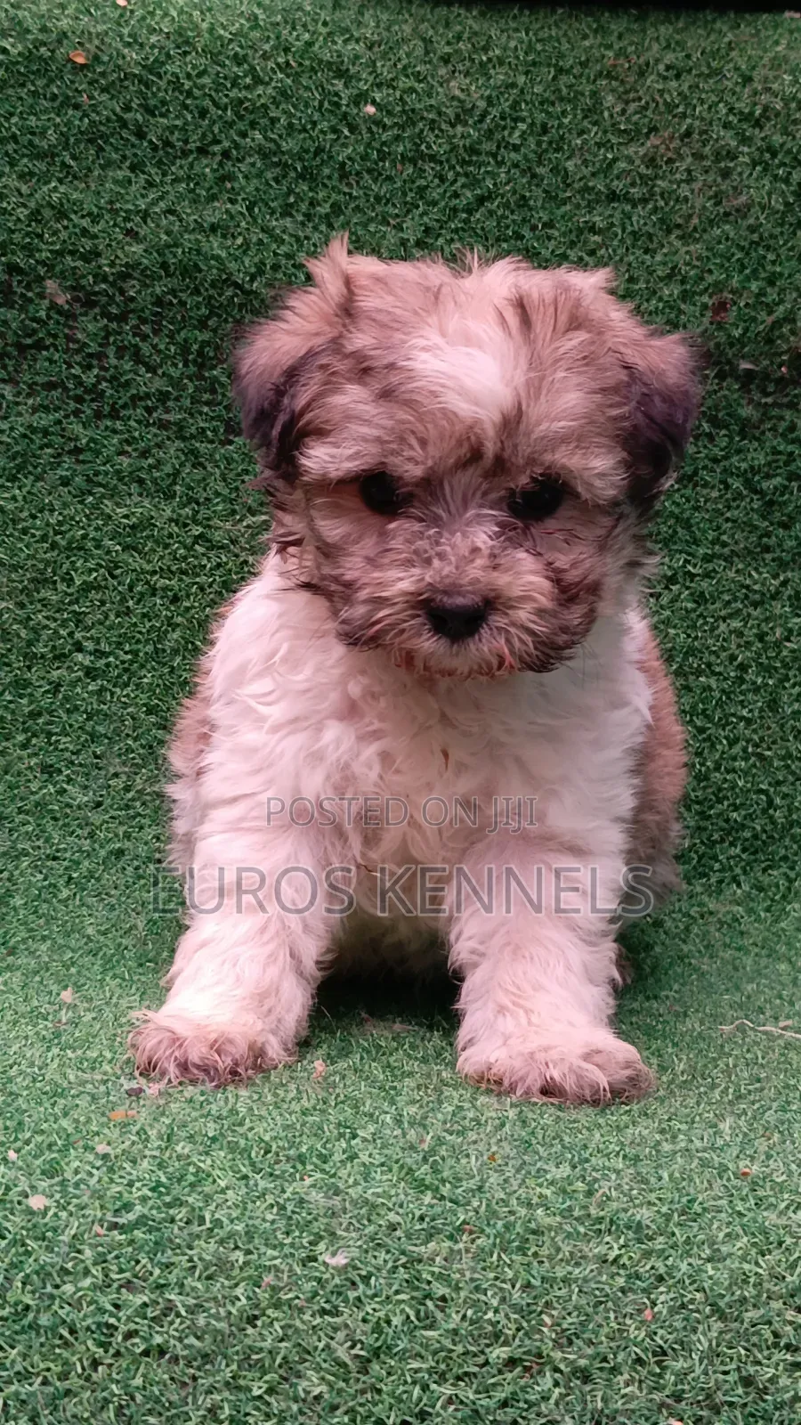 1-3 months Male Purebred Havanese