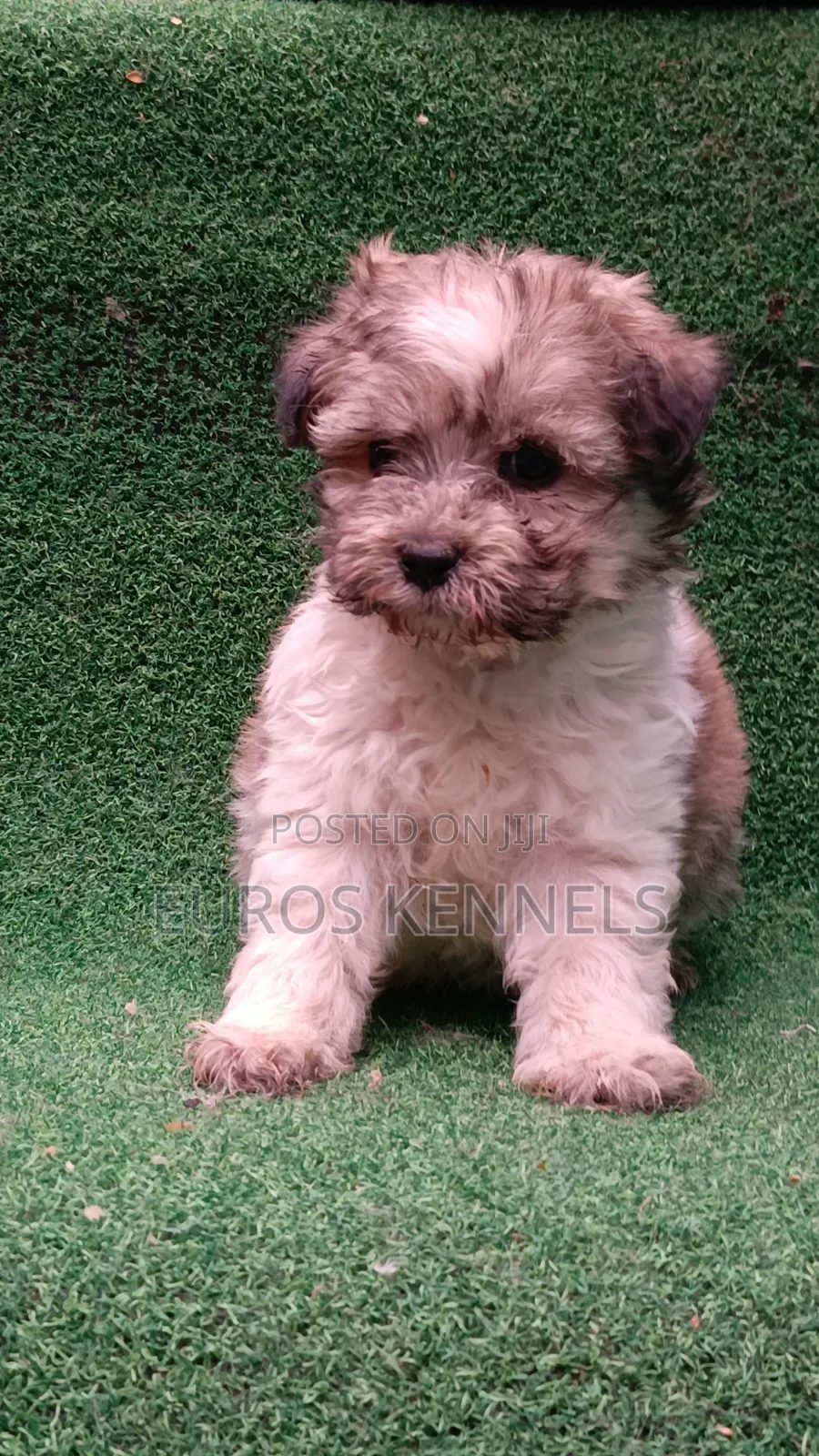 1-3 months Male Purebred Havanese