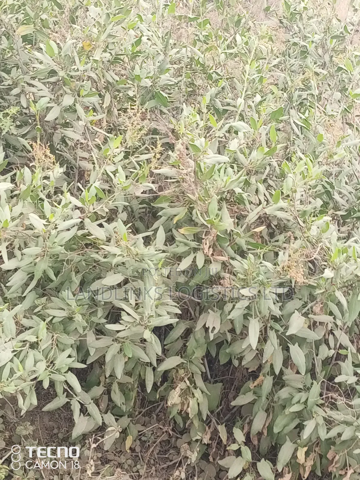 Mua Hills Area Different Parcels of Land 1 , 2, to 5 Acres for Home
