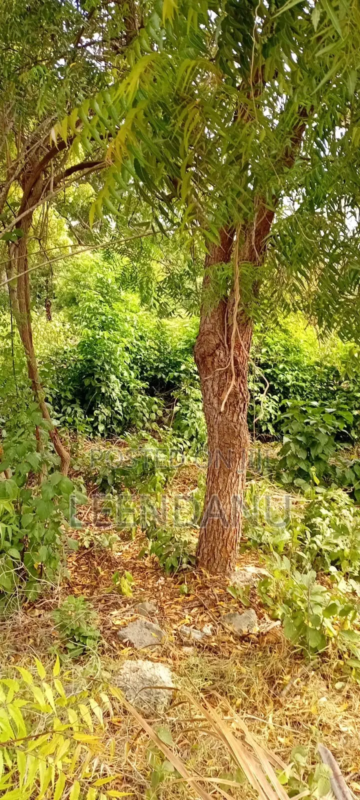 1/2 Acre Residential Plot
