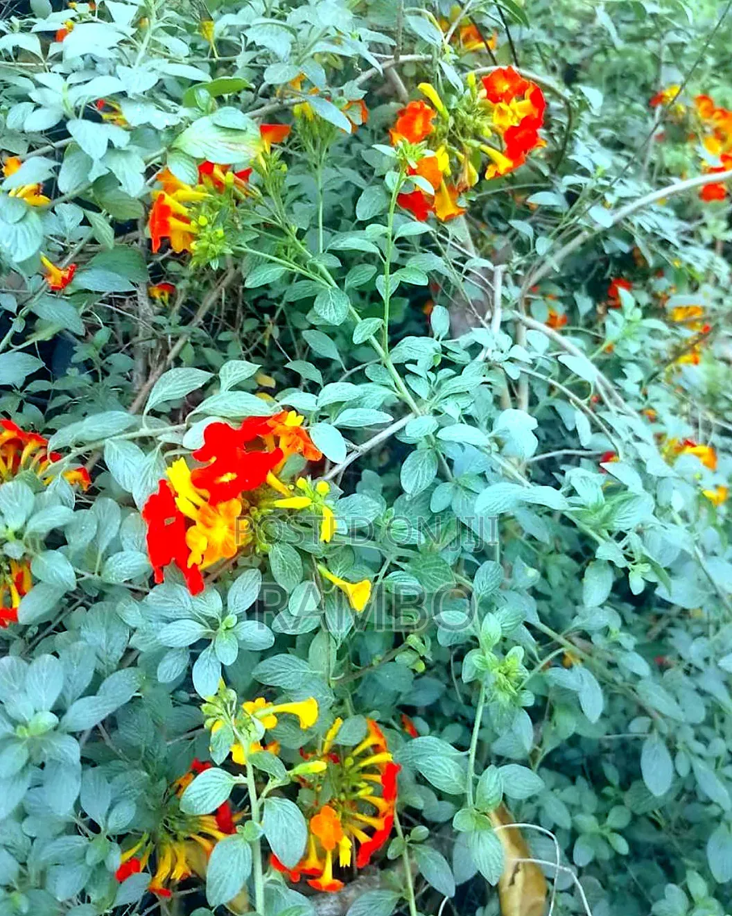 Lantana Flowering Plant | Red Orange Yellow Garden Flowers