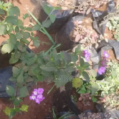Lantana Flowering Plant | Red Orange Yellow Garden Flowers