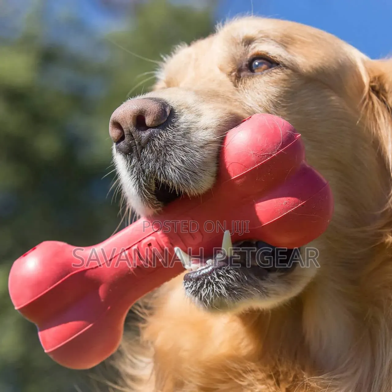 KONG Goodie Bone Dog Toy (L- 13kg - 30kg)