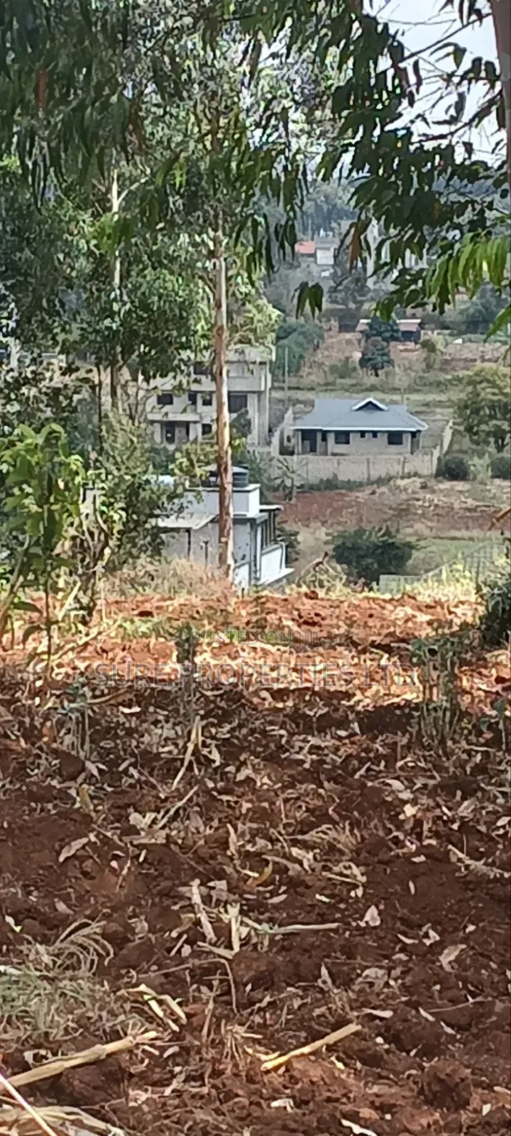 50x100 Prime Plot Lusingetti Plot