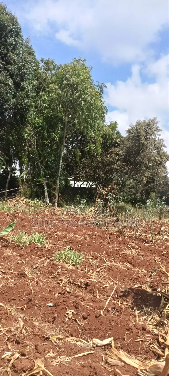 50x100 Prime Plot Lusingetti Plot