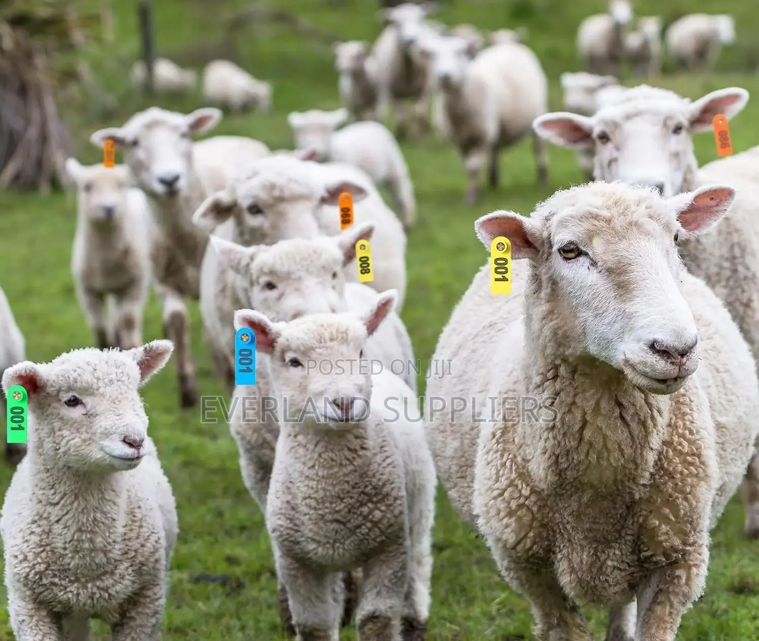 Ear Tags - All-Season